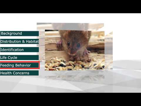 Myš domáca (Mus musculus) — záber druhu