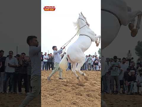 viral horse dance jump in air 😳😳 , viral video ghoda #ghoda #horse #horsedance