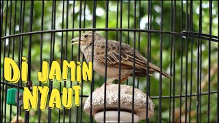 Download lagu pancingan branjangan jitu.banyak branjangan langsung bunyi dengar suara khas nya|dunia burung indo mp3 Download lagu pancingan branjangan jitu.banyak branjangan langsung bunyi dengar suara khas nya|dunia burung indo mp3