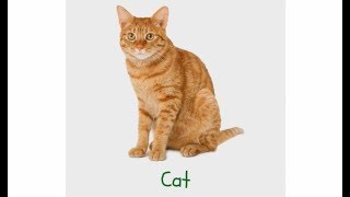 Baby flashcards Early learning Animals for kids