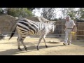 Zebra Training San Diego Zoo