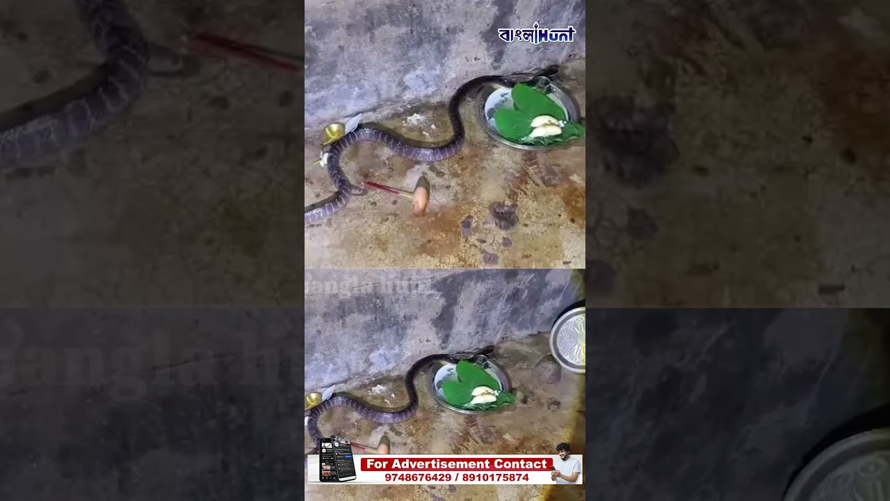দেবতা ভেবে সাপকে রাতভর ঘরের ভেতর পুজো! তারপর যা হল..!