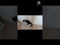 Angry Meow And Lazy Meow Cutest Meows In The World Tuxedo Cat Being Cute Shorts