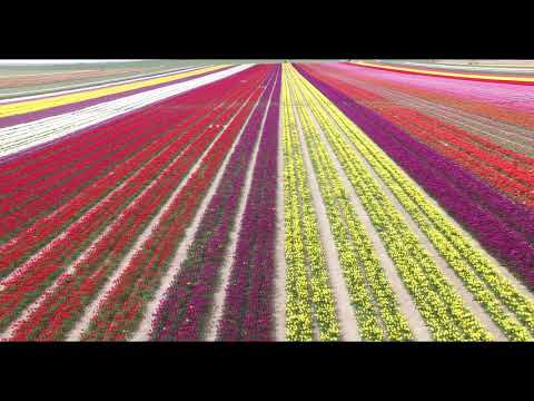 Konya Havadan Çekim Konya Lale Bahçesi Asya Lale