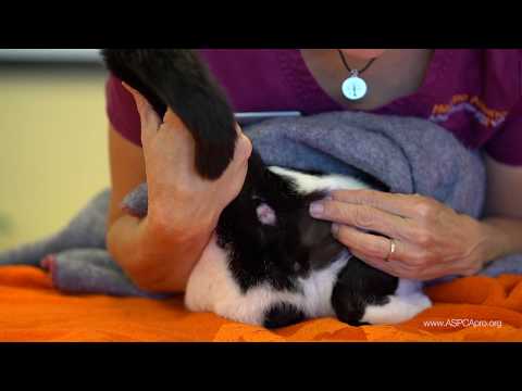 Spay/Neuter Clinic Flow - Determining the Sex of a Cat