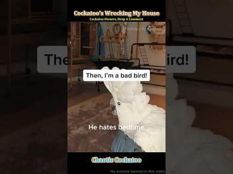 What mess will this cockatoo tear apart? 🦜#cockatoo#funnybirds#animals#pets