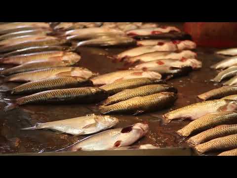Largest Wholesale Fish Market | Amazing Fish Market | Cheapest fish market in the world