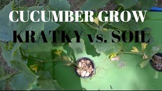 Kratky Hydroponic Cucumber grow Versus Soil Grown