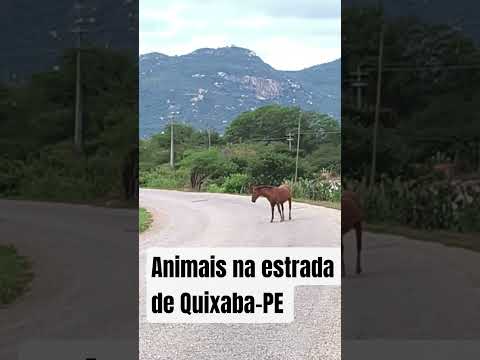 Animais soltos na estrada de Quixaba-PE