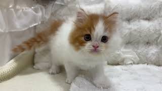 スコティッシュフォールドの動画01