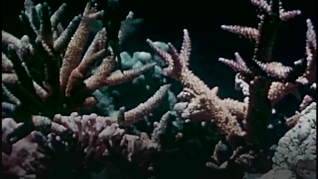 Ecosystems: how can you restore a Caribbean coral reef?