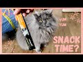 CAT RUN FOR SNACK #SHORTS