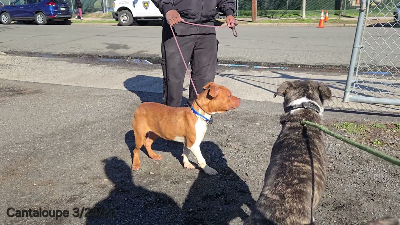 Enlarge Cantaloupe, an adopted Pit Bull Terrier in Trenton, NJ video 2/3