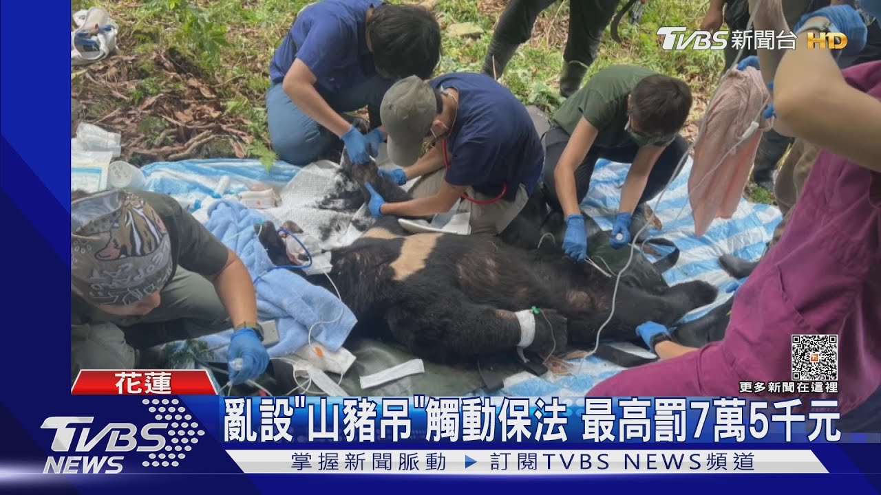 好痛! 台灣黑熊誤觸「山豬吊」受困哀號