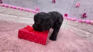 アメリカンコッカースパニエルの動画01