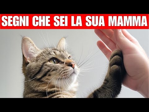 14 segni che il tuo gatto ti considera la sua mamma