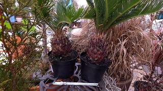 Moving Plants Out For Spring? And Other Nonsense