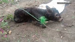 Download lagu proses melahirkan anak pertama sapi Belgian kopyor. mp3