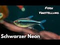 Schwarzer Neon - Hyphessobrycon herbertaxelrodi | Liquid Nature Fisch Vorstellung