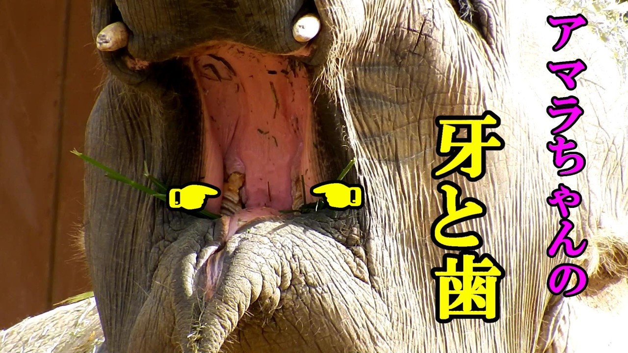 アマラちゃんの牙と歯　Asian elephant(アジアゾウ)　多摩動物公園