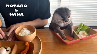 Привередливые выдры завтракают с папой