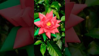 pretty little flower 🌸#viralvideo #highlights #youtubeshorts #shortvideo #short#shortsviral