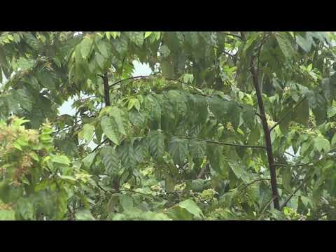 Thơ gởi cây hoàng điệp - Đoàn Minh