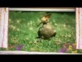 The Amazing World 2006 Small Birds
