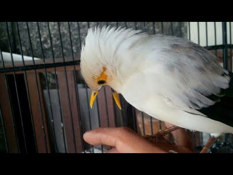 Jalak Novyj Trend Smotret Onlajn Na Sajte Trendovi Ru