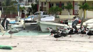 preview picture of video '2013 Yucatan Rio Lagartos'
