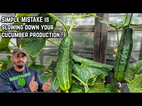 Cucumber Growing & Harvest Tips Wish I'd Know Before #gardening #greentgarden #plants