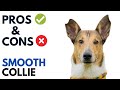 Smooth Collie Pros And Cons Smooth Collie Advantages And Disadvantages