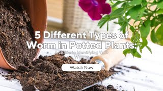 5 Different Types of Worm in Potted Plants: A Guide to Identifying Your Worms #pottingsoil