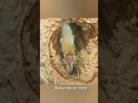 नर  पंछी मादा को कब तक खिलाएगा😱#wildlife