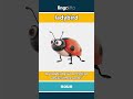 ladybird - a small round insect with a... video thumbnail