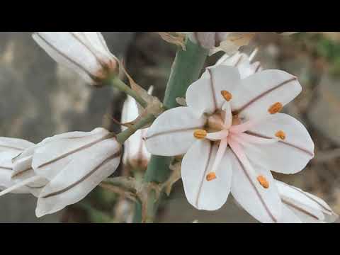 Vara de San José (Asphodelus fistulosus)