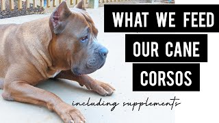 Feeding My Cane Corso Pack: What Food and Supplements We Use