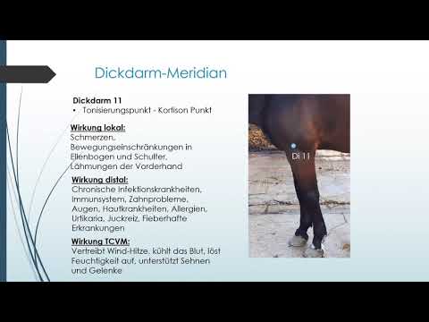 TCVM-Grundlagenkurs - Der Dickdarm-Meridian