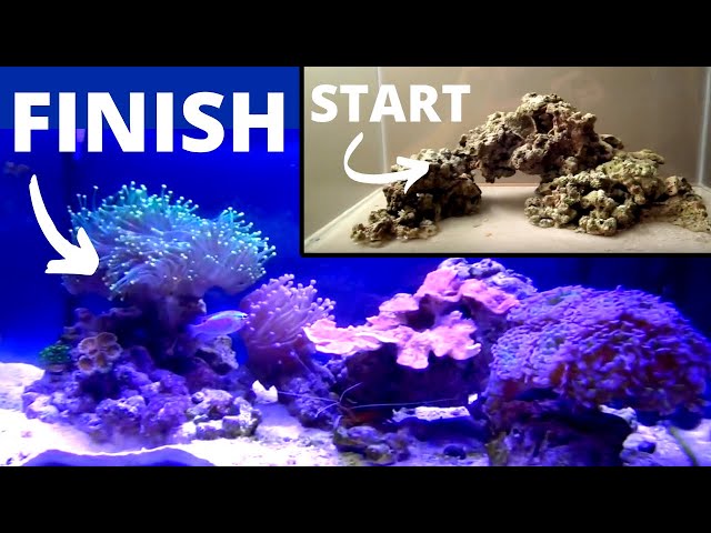 How to set up a Saltwater Aquarium