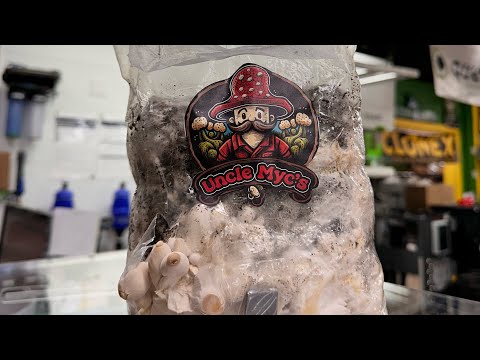 Mushroom Growing 101