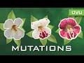 What Is Mutation