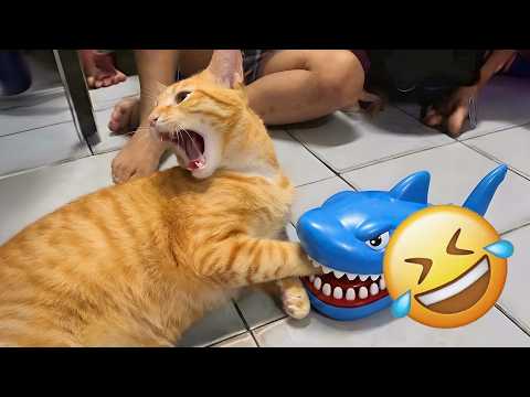 Funniest Cats and Dogs Clips 2026😼🐶Try Not To Laugh😜