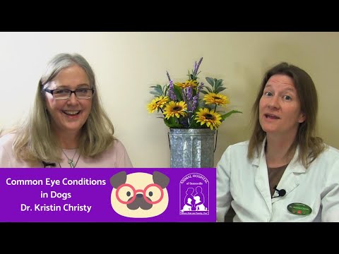 What are Common Eye Conditions in Dogs