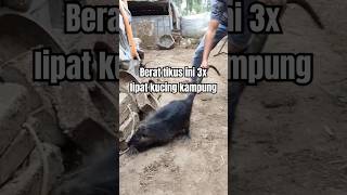 Download lagu Real and Unique 15 kg giant rat #rat #ratwithtie #cuterat mp3