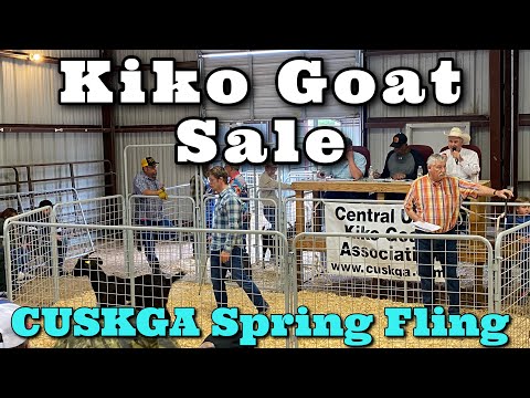 Over 5 Thousand for a Goat | Goat Sale | Kiko Goat Auction | Kiko Meat Goats