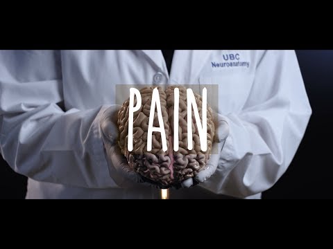 Neuroanatomy S3 E4: Pain #neuroanatomy #ubcmedicine