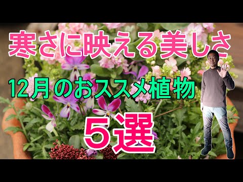 冬に咲く白い花を持つ植物 ヘレボルス クリスマス ローズ
