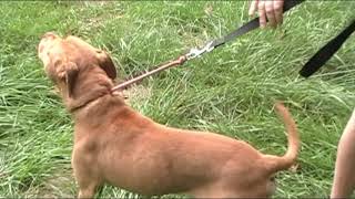 Video preview image #1 Labrador Retriever-Staffordshire Bull Terrier Mix Puppy For Sale in Spring Lake, NJ, USA