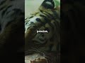 Who S That Pokémon Episode 90