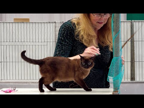 CFA International Show 2019 - Shorthair alters - Set 5